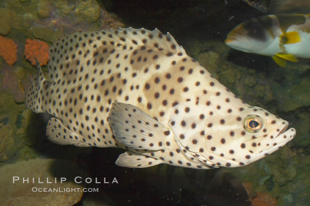 Panther grouper., Chromileptis altiveles, natural history stock photograph, photo id 12878