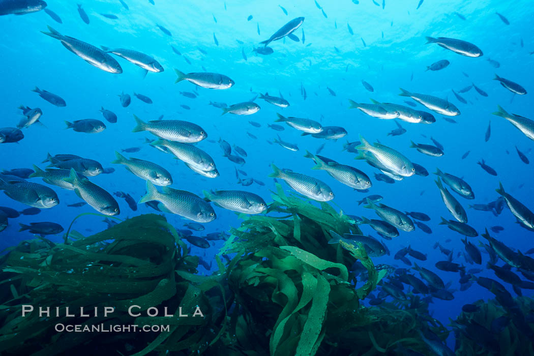 Blacksmith schooling in current, Islas San Benito. San Benito Islands (Islas San Benito), Baja California, Mexico, Chromis punctipinnis, natural history stock photograph, photo id 03432