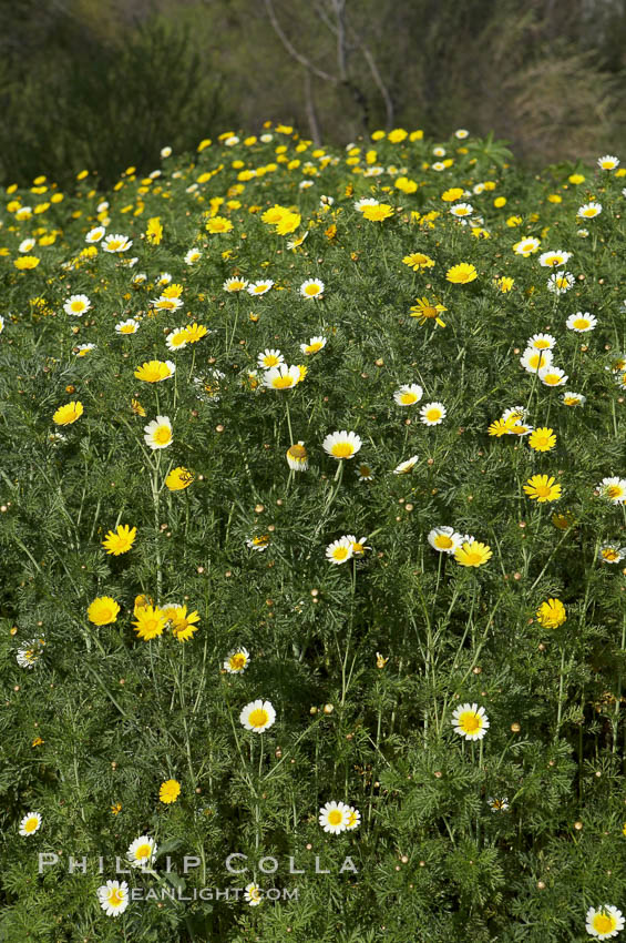 Crown daisy blooms in Spring. San Diego, California, USA, Chrysanthemum coronarium, natural history stock photograph, photo id 11373