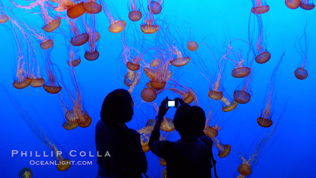 Visitors enjoy viewing sea nettle jellyfish at the Monterey Bay Aquarium. California, USA, Chrysaora fuscescens, natural history stock photograph, photo id 21502