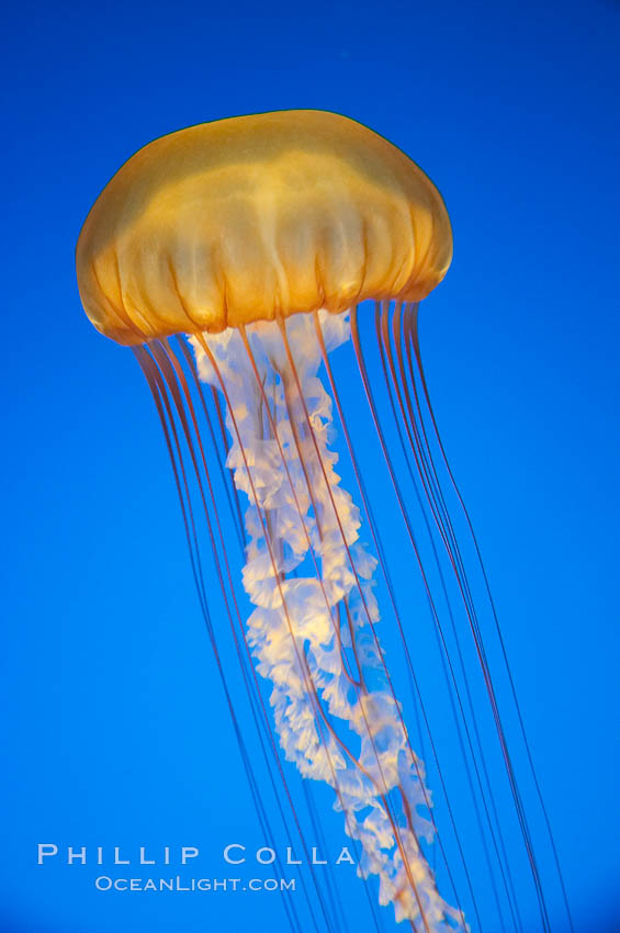 Sea nettles., Chrysaora fuscescens, natural history stock photograph, photo id 14088