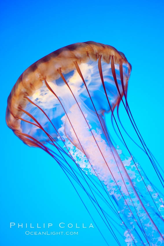 Sea nettle jellyfish, Chrysaora fuscescens