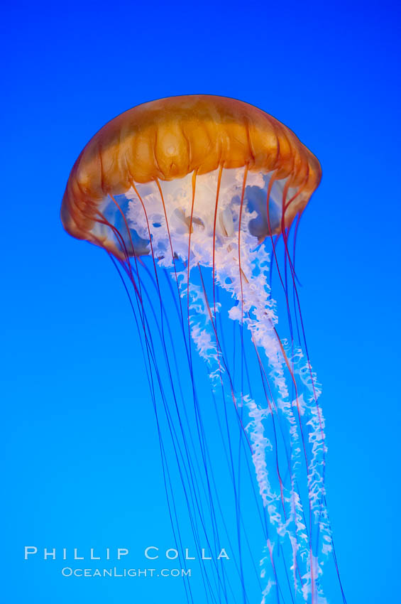 Sea nettles., Chrysaora fuscescens, natural history stock photograph, photo id 14929