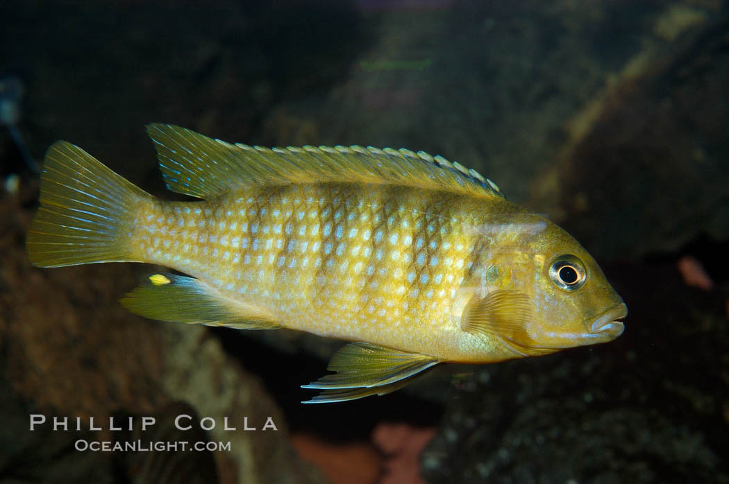 Unidentified African cichlid fish., natural history stock photograph, photo id 09266