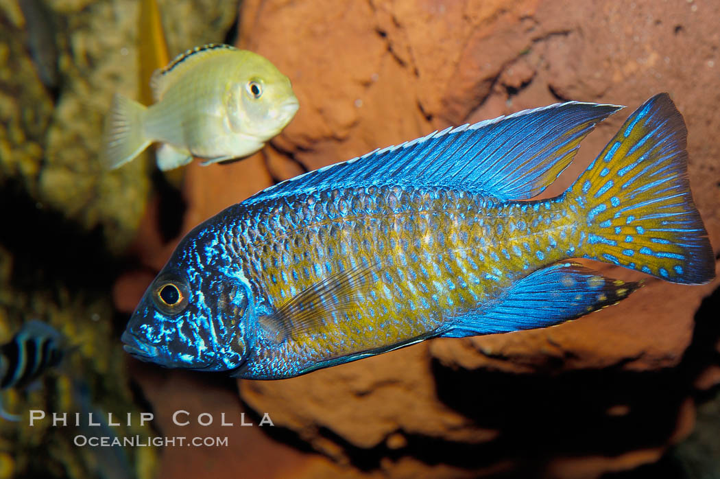 Unidentified African cichlid fish., natural history stock photograph, photo id 09366