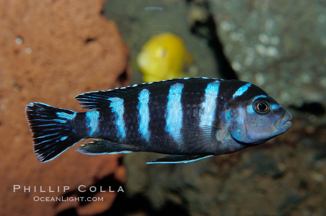 Unidentified African cichlid fish., natural history stock photograph, photo id 09374