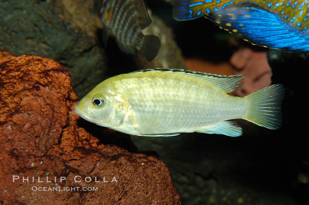 Unidentified African cichlid fish., natural history stock photograph, photo id 09264