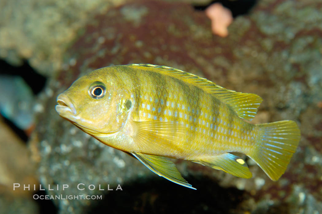 Unidentified African cichlid fish., natural history stock photograph, photo id 09368