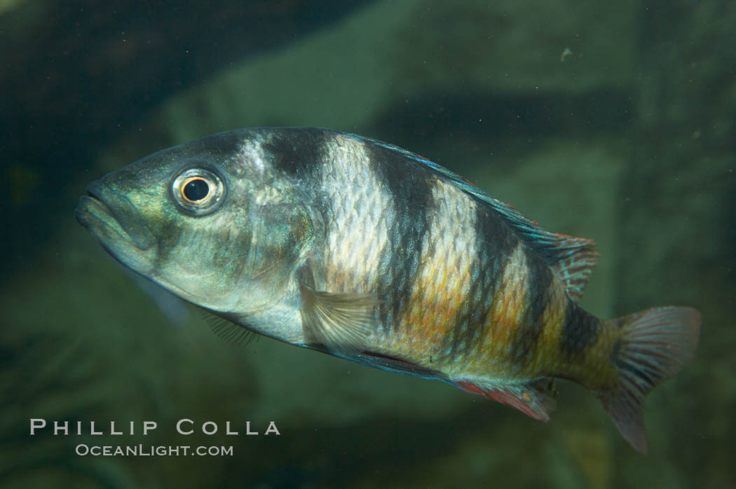 Unidentified cichlid fish., natural history stock photograph, photo id 11044