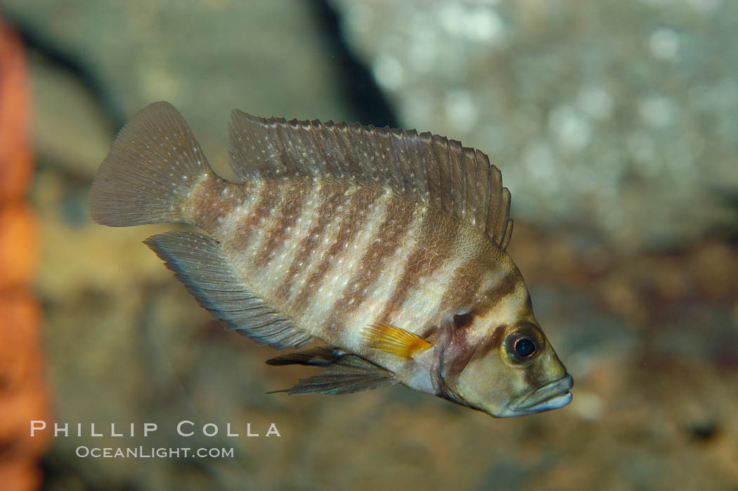 Unidentified African cichlid fish., natural history stock photograph, photo id 09371