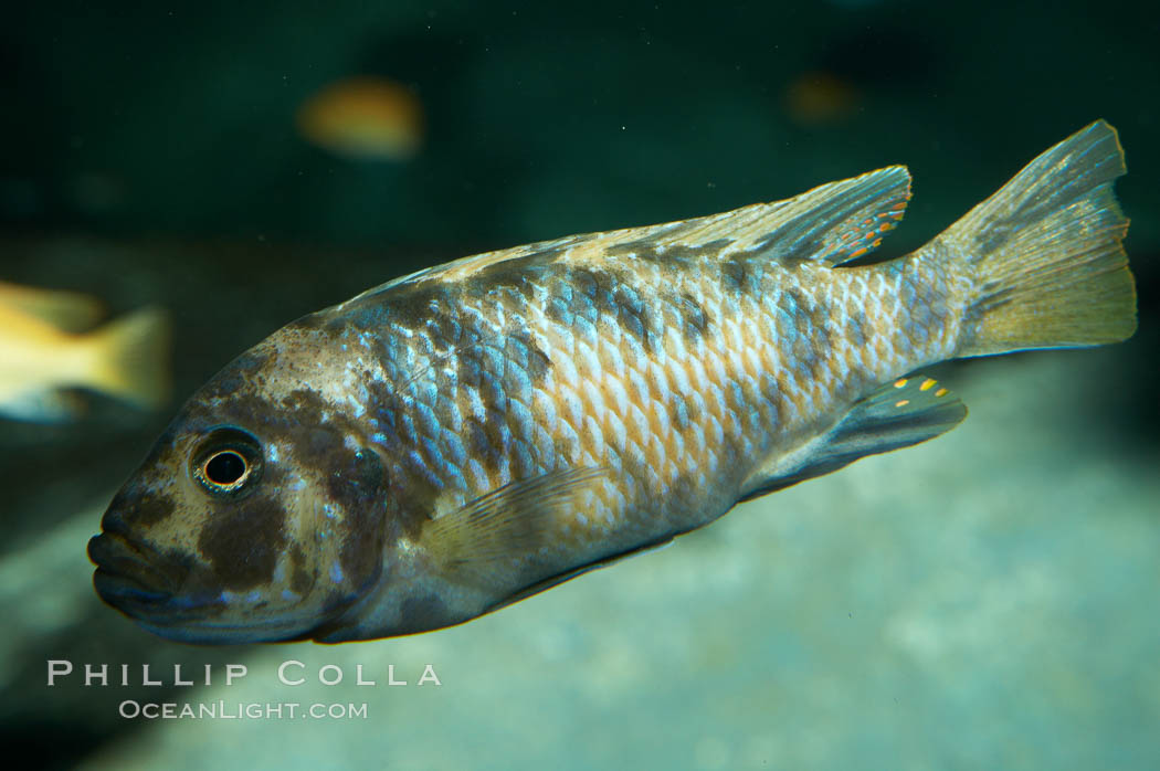 Unidentified cichlid fish., natural history stock photograph, photo id 11047