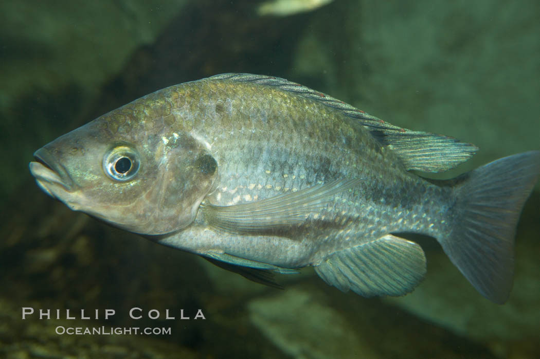 Unidentified cichlid fish., natural history stock photograph, photo id 11051