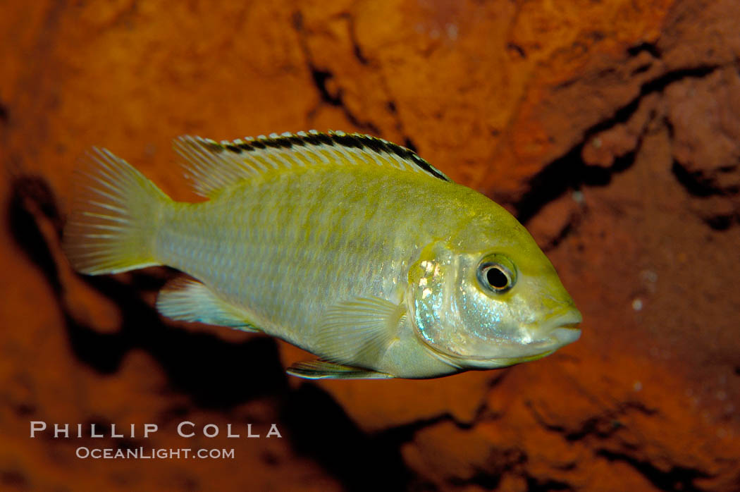 Unidentified African cichlid fish., natural history stock photograph, photo id 09369