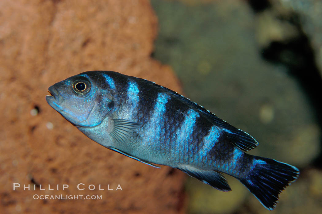 Unidentified African cichlid fish., natural history stock photograph, photo id 09373