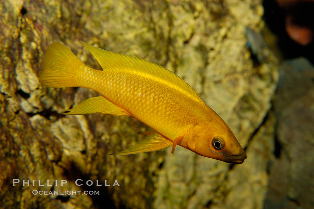 Unidentified African cichlid fish., natural history stock photograph, photo id 09377
