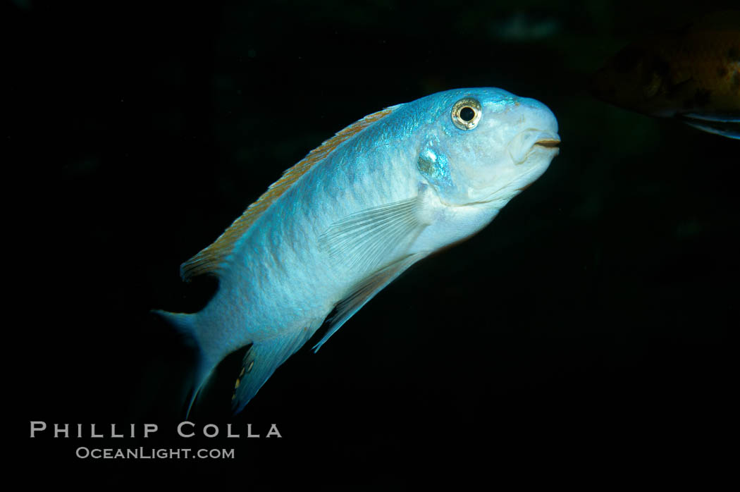 Unidentified cichlid fish., natural history stock photograph, photo id 11017
