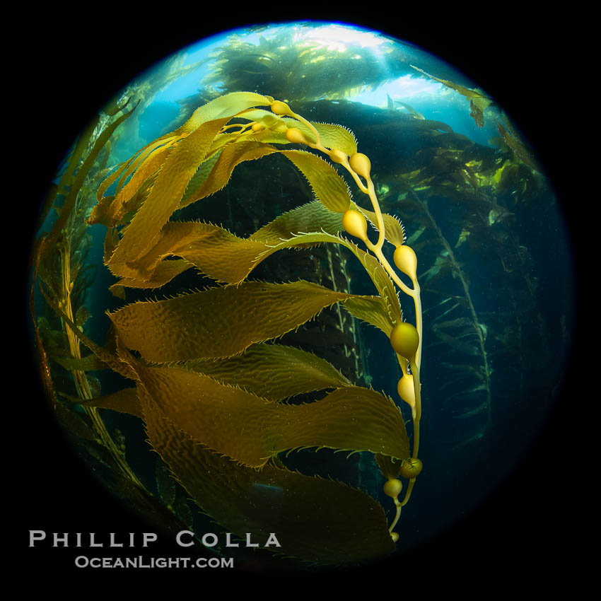 Giant Kelp Forest, West End Catalina Island, rendered in the round by a circular fisheye lens. California, USA, natural history stock photograph, photo id 38481