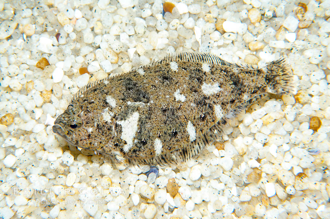 A small (2 inch) sanddab is well-camouflaged amidst the grains of sand that surround it., Citharichthys, natural history stock photograph, photo id 14936