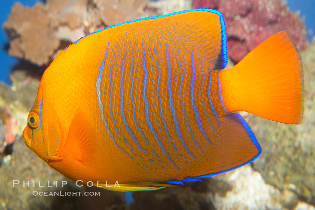 Juvenile Clarion angelfish., Holacanthus clarionensis, natural history stock photograph, photo id 12900