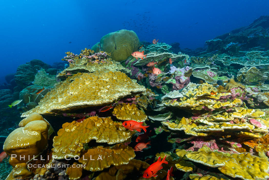 Clipperton Island coral reef, Porites sp. France, Porites arnaudi, Porites lobata, natural history stock photograph, photo id 32990