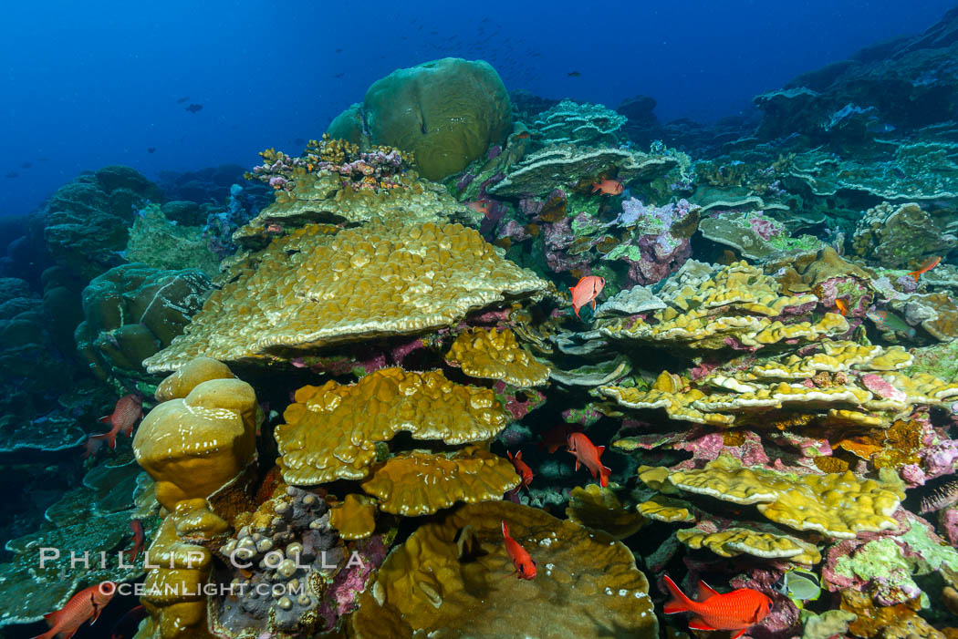 Clipperton Island coral reef, Porites sp. France, Porites arnaudi, Porites lobata, natural history stock photograph, photo id 32988