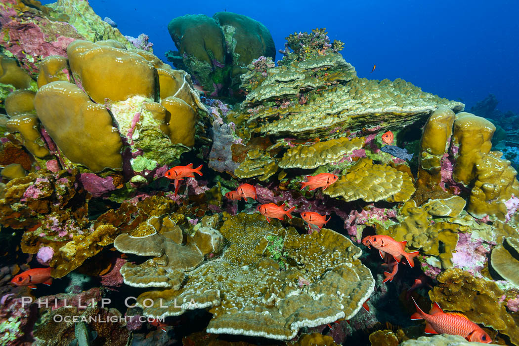 Clipperton Island coral reef, Porites sp. France, Porites arnaudi, Porites lobata, natural history stock photograph, photo id 32959