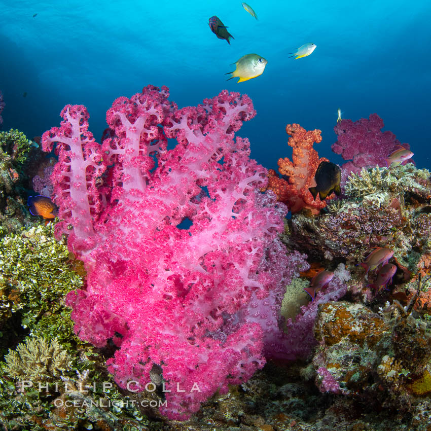 Closeup view of  colorful dendronephthya soft corals, reaching out into strong ocean currents to capture passing planktonic food, Fiji. Vatu I Ra Passage, Bligh Waters, Viti Levu Island, Dendronephthya, natural history stock photograph, photo id 35026