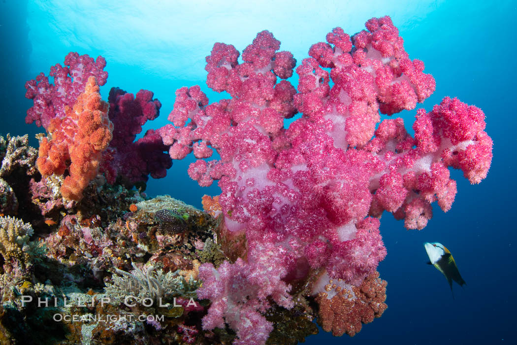 Closeup view of  colorful dendronephthya soft corals, reaching out into strong ocean currents to capture passing planktonic food, Fiji. Vatu I Ra Passage, Bligh Waters, Viti Levu Island, Dendronephthya, natural history stock photograph, photo id 34780