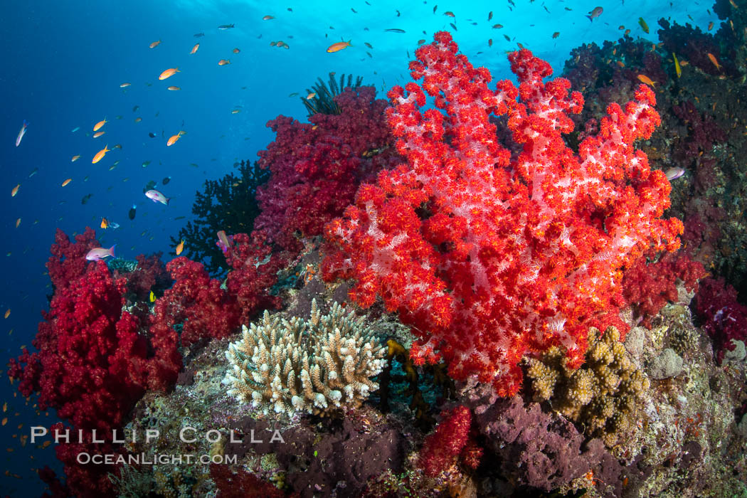 Closeup view of  colorful dendronephthya soft corals, reaching out into strong ocean currents to capture passing planktonic food, Fiji. Gau Island, Lomaiviti Archipelago, Dendronephthya, natural history stock photograph, photo id 34955