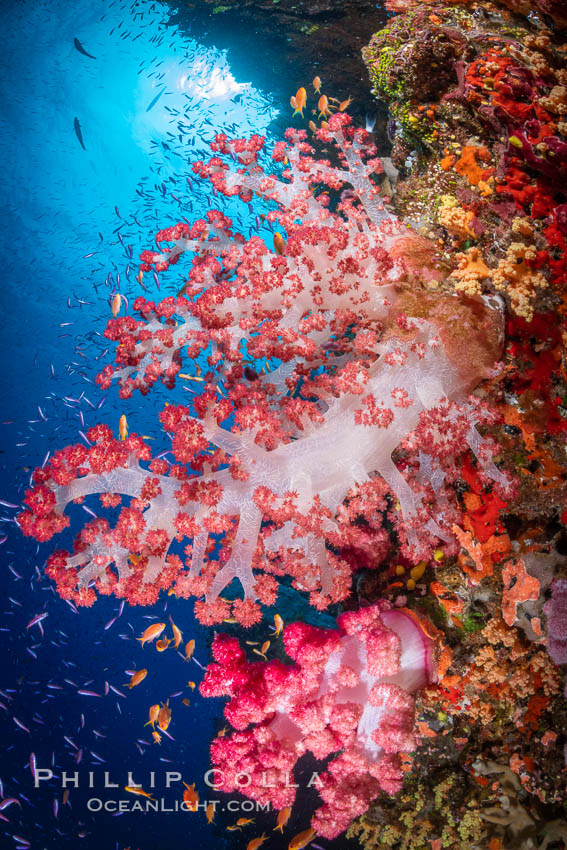 Closeup view of  colorful dendronephthya soft corals, reaching out into strong ocean currents to capture passing planktonic food, Fiji. Bligh Waters, Dendronephthya, natural history stock photograph, photo id 34713