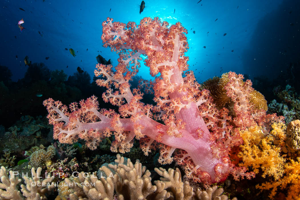 Closeup view of  colorful dendronephthya soft corals, reaching out into strong ocean currents to capture passing planktonic food, Fiji., Dendronephthya, natural history stock photograph, photo id 34801