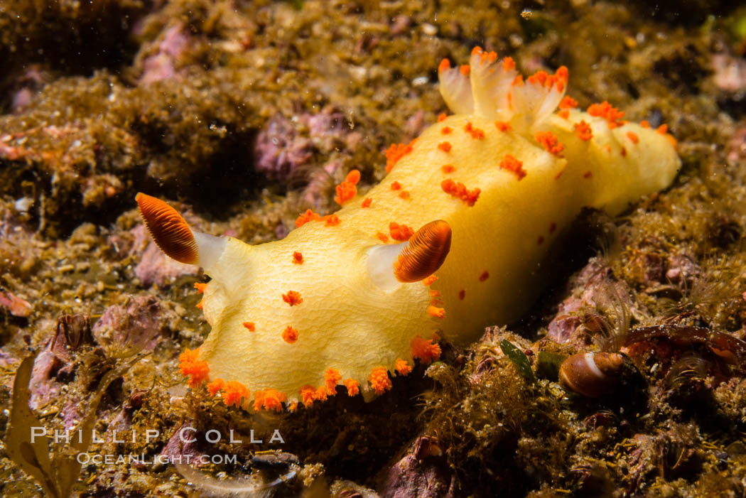 Clown Nudibranch, Triopha catalinae, Browning Passage, Vancouver Island, Triopha catalinae