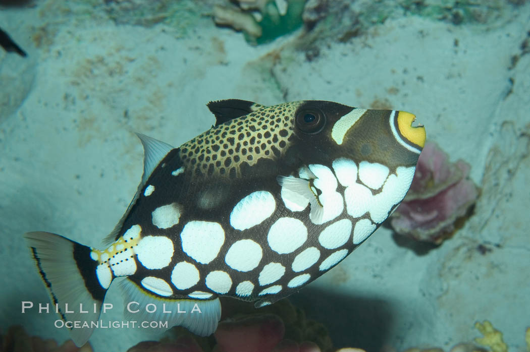 Clown triggerfish., Balistoides conspicillum, natural history stock photograph, photo id 07842