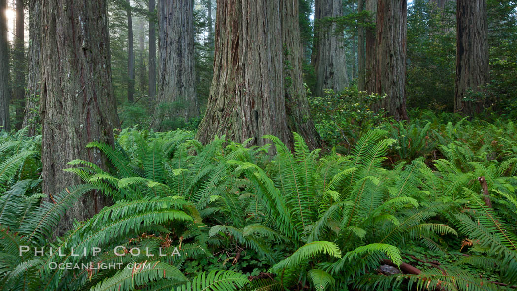 Ferns grow below coastal redwood and Douglas Fir trees, Lady Bird Johnson Grove, Redwood National Park.  The coastal redwood, or simply 'redwood', is the tallest tree on Earth, reaching a height of 379' and living 3500 years or more.  It is native to coastal California and the southwestern corner of Oregon within the United States, but most concentrated in Redwood National and State Parks in Northern California, found close to the coast where moisture and soil conditions can support its unique size and growth requirements, Sequoia sempervirens