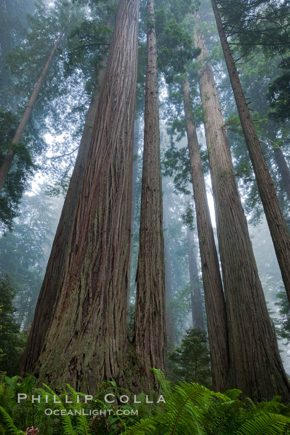 Giant redwood, Lady Bird Johnson Grove, Redwood National Park.  The coastal redwood, or simply 'redwood', is the tallest tree on Earth, reaching a height of 379' and living 3500 years or more.  It is native to coastal California and the southwestern corner of Oregon within the United States, but most concentrated in Redwood National and State Parks in Northern California, found close to the coast where moisture and soil conditions can support its unique size and growth requirements, Sequoia sempervirens