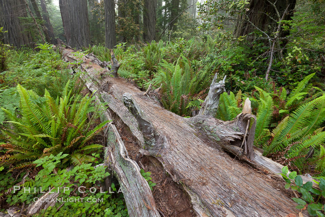 Fallen coast redwood tree.  This tree will slowly decompose, providing a substrate and nutrition for new plants to grow and structure for small animals to use.  Nurse log. Redwood National Park, California, USA, Sequoia sempervirens, natural history stock photograph, photo id 25803