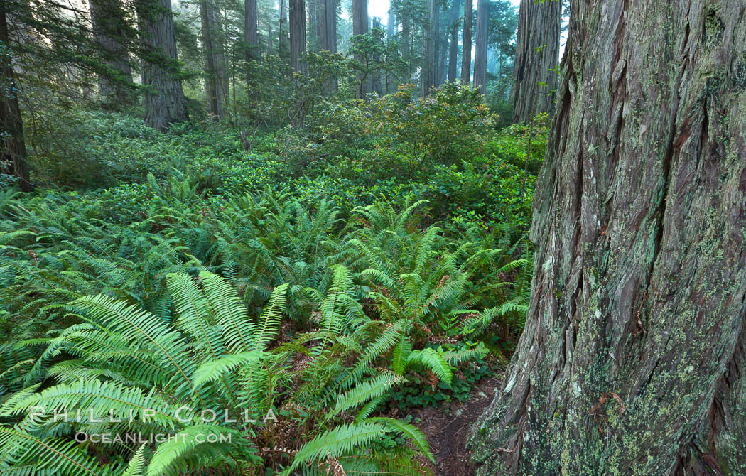 Ferns grow below coastal redwood and Douglas Fir trees, Lady Bird Johnson Grove, Redwood National Park.  The coastal redwood, or simply 'redwood', is the tallest tree on Earth, reaching a height of 379' and living 3500 years or more.  It is native to coastal California and the southwestern corner of Oregon within the United States, but most concentrated in Redwood National and State Parks in Northern California, found close to the coast where moisture and soil conditions can support its unique size and growth requirements. USA, Sequoia sempervirens, natural history stock photograph, photo id 25807