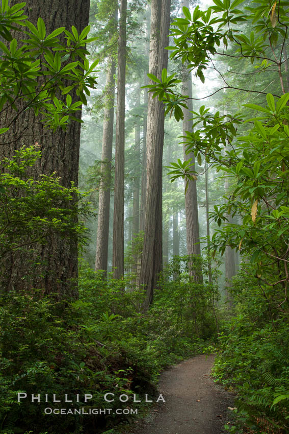 A walking path through Lady Bird Johnson Grove, Redwood National Park.  The coastal redwood, or simply 'redwood', is the tallest tree on Earth, reaching a height of 379' and living 3500 years or more.  It is native to coastal California and the southwestern corner of Oregon within the United States, but most concentrated in Redwood National and State Parks in Northern California, found close to the coast where moisture and soil conditions can support its unique size and growth requirements. USA, Sequoia sempervirens, natural history stock photograph, photo id 25797
