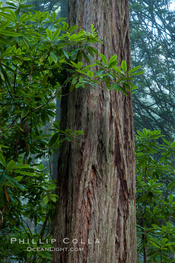 Coast redwood, or simply 'redwood', the tallest tree on Earth, reaching a height of 379' and living 3500 years or more.  It is native to coastal California and the southwestern corner of Oregon within the United States, but most concentrated in Redwood National and State Parks in Northern California, found close to the coast where moisture and soil conditions can support its unique size and growth requirements, Sequoia sempervirens, Redwood National Park