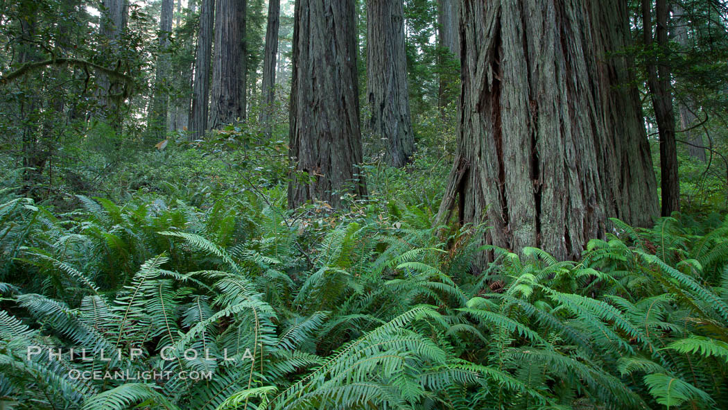 Giant redwood, Lady Bird Johnson Grove, Redwood National Park.  The coastal redwood, or simply 'redwood', is the tallest tree on Earth, reaching a height of 379' and living 3500 years or more.  It is native to coastal California and the southwestern corner of Oregon within the United States, but most concentrated in Redwood National and State Parks in Northern California, found close to the coast where moisture and soil conditions can support its unique size and growth requirements. USA, Sequoia sempervirens, natural history stock photograph, photo id 25834