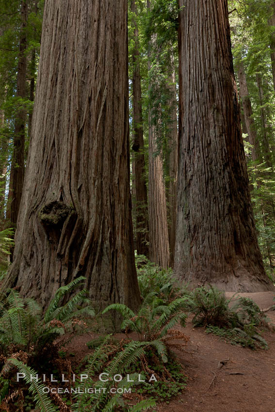 Giant redwood, Stout Grove, Redwood National Park.  The coastal redwood, is the tallest tree on Earth, reaching a height of 379' and living 3500 years or more.  It is native to coastal California and the southwestern corner of Oregon within the United States, but most concentrated in Redwood National and State Parks in Northern California, found close to the coast where moisture and soil conditions can support its unique size and growth requirements. USA, Sequoia sempervirens, natural history stock photograph, photo id 25850