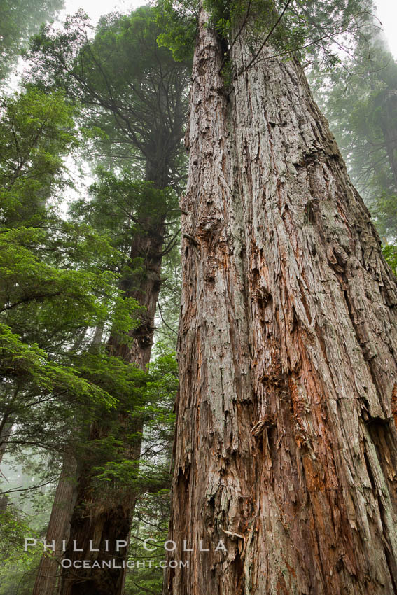 Giant redwood, or coastal redwood, is the tallest tree on Earth, reaching a height of 379' and living 3500 years or more.  It is native to coastal California and the southwestern corner of Oregon within the United States, but most concentrated in Redwood National and State Parks in Northern California, found close to the coast where moisture and soil conditions can support its unique size and growth requirements. Redwood National Park, USA, Sequoia sempervirens, natural history stock photograph, photo id 25836