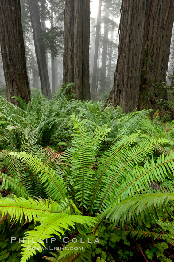 Ferns grow below coastal redwood and Douglas Fir trees, Lady Bird Johnson Grove, Redwood National Park.  The coastal redwood, or simply 'redwood', is the tallest tree on Earth, reaching a height of 379' and living 3500 years or more.  It is native to coastal California and the southwestern corner of Oregon within the United States, but most concentrated in Redwood National and State Parks in Northern California, found close to the coast where moisture and soil conditions can support its unique size and growth requirements. USA, Sequoia sempervirens, natural history stock photograph, photo id 25837