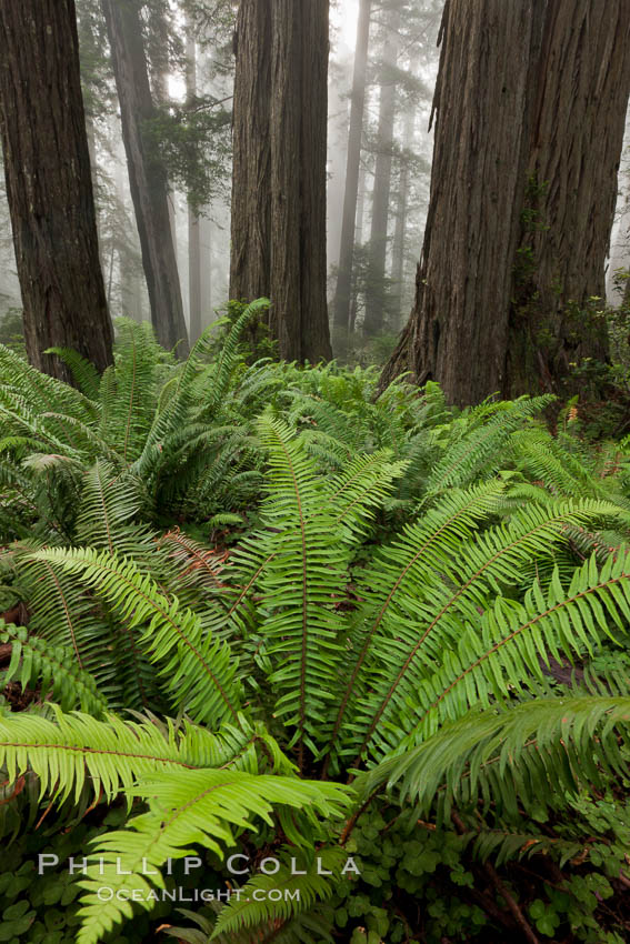 Ferns grow below coastal redwood and Douglas Fir trees, Lady Bird Johnson Grove, Redwood National Park.  The coastal redwood, or simply 'redwood', is the tallest tree on Earth, reaching a height of 379' and living 3500 years or more.  It is native to coastal California and the southwestern corner of Oregon within the United States, but most concentrated in Redwood National and State Parks in Northern California, found close to the coast where moisture and soil conditions can support its unique size and growth requirements. USA, Sequoia sempervirens, natural history stock photograph, photo id 25845