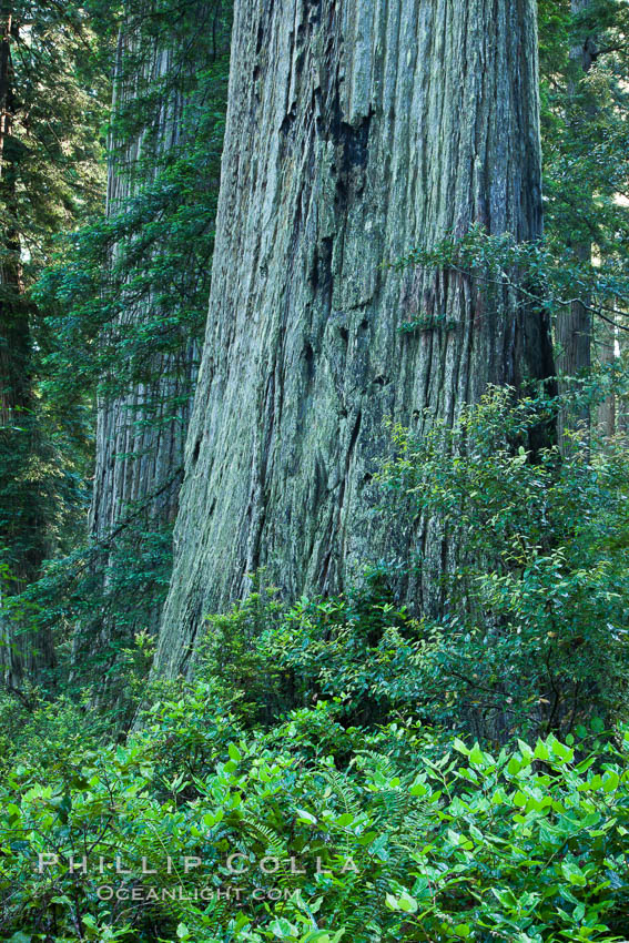 Coast redwood, or simply 'redwood', the tallest tree on Earth, reaching a height of 379' and living 3500 years or more.  It is native to coastal California and the southwestern corner of Oregon within the United States, but most concentrated in Redwood National and State Parks in Northern California, found close to the coast where moisture and soil conditions can support its unique size and growth requirements. Redwood National Park, USA, Sequoia sempervirens, natural history stock photograph, photo id 25818