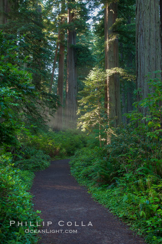 Shaded path through a forest of giant redwood trees, Lady Bird Johnson Grove, Redwood National Park.  The coastal redwood, or simply 'redwood', is the tallest tree on Earth, reaching a height of 379' and living 3500 years or more.  It is native to coastal California and the southwestern corner of Oregon within the United States, but most concentrated in Redwood National and State Parks in Northern California, found close to the coast where moisture and soil conditions can support its unique size and growth requirements. USA, Sequoia sempervirens, natural history stock photograph, photo id 25812