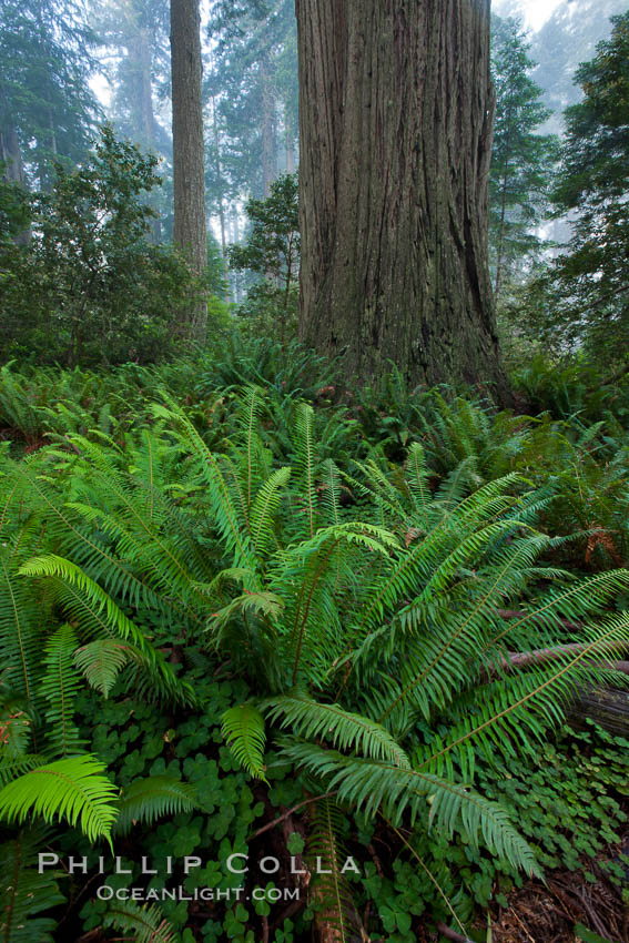 Coast redwood, or simply 'redwood', the tallest tree on Earth, reaching a height of 379' and living 3500 years or more.  It is native to coastal California and the southwestern corner of Oregon within the United States, but most concentrated in Redwood National and State Parks in Northern California, found close to the coast where moisture and soil conditions can support its unique size and growth requirements. Redwood National Park, USA, Sequoia sempervirens, natural history stock photograph, photo id 25816