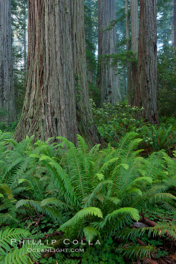 Giant redwood, Lady Bird Johnson Grove, Redwood National Park.  The coastal redwood, or simply 'redwood', is the tallest tree on Earth, reaching a height of 379' and living 3500 years or more.  It is native to coastal California and the southwestern corner of Oregon within the United States, but most concentrated in Redwood National and State Parks in Northern California, found close to the coast where moisture and soil conditions can support its unique size and growth requirements. USA, Sequoia sempervirens, natural history stock photograph, photo id 25824