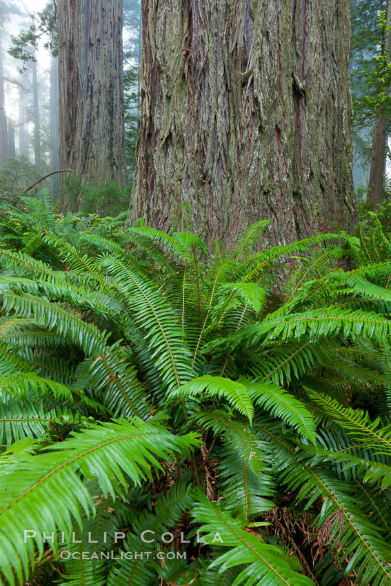 Ferns grow below coastal redwood and Douglas Fir trees, Lady Bird Johnson Grove, Redwood National Park.  The coastal redwood, or simply 'redwood', is the tallest tree on Earth, reaching a height of 379' and living 3500 years or more.  It is native to coastal California and the southwestern corner of Oregon within the United States, but most concentrated in Redwood National and State Parks in Northern California, found close to the coast where moisture and soil conditions can support its unique size and growth requirements. USA, Sequoia sempervirens, natural history stock photograph, photo id 25815
