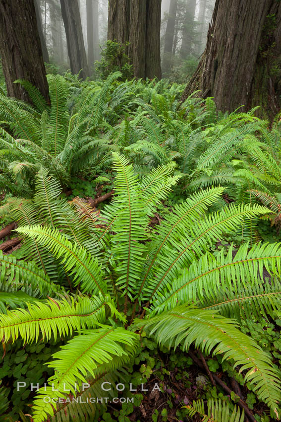 Ferns grow below coastal redwood and Douglas Fir trees, Lady Bird Johnson Grove, Redwood National Park.  The coastal redwood, or simply 'redwood', is the tallest tree on Earth, reaching a height of 379' and living 3500 years or more.  It is native to coastal California and the southwestern corner of Oregon within the United States, but most concentrated in Redwood National and State Parks in Northern California, found close to the coast where moisture and soil conditions can support its unique size and growth requirements. USA, Sequoia sempervirens, natural history stock photograph, photo id 25819